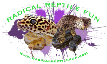 Image for event: Radical Reptile Fun
